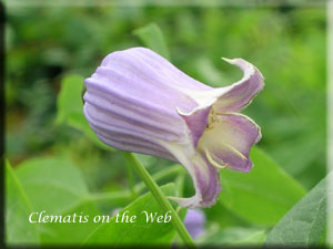 Clematis photograph