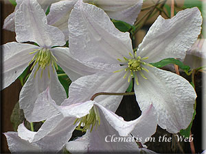 Clematis photograph