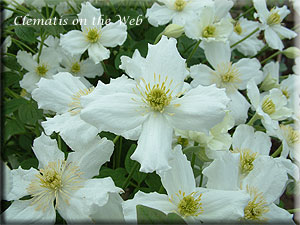 Clematis photograph