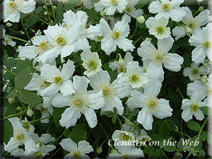 Clematis photograph