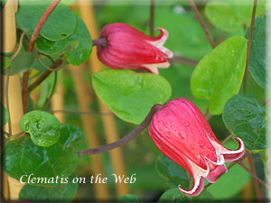 Clematis photograph