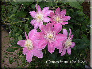 Clematis photograph