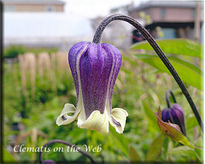 Clematis photograph