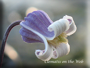 Clematis photograph