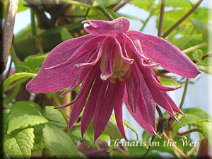 Clematis photograph