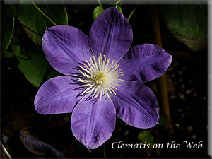 Clematis photograph