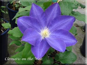 Clematis photograph