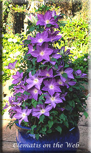 Clematis photograph