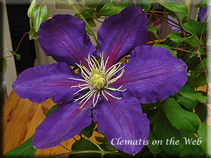 Clematis photograph