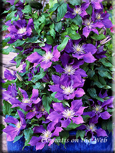 Clematis photograph