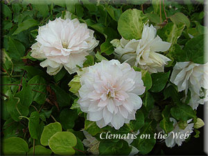 Clematis photograph