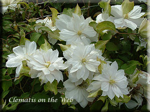 Clematis photograph