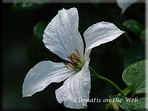 Clematis photograph