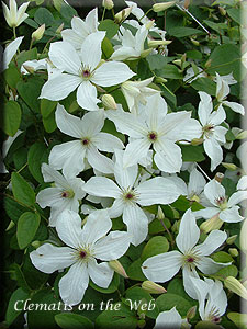 Clematis photograph