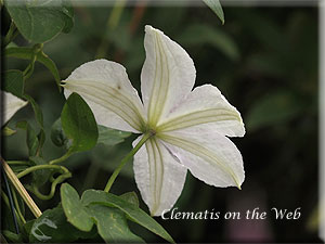 Clematis photograph