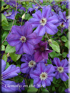 Clematis photograph