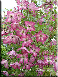 Clematis photograph