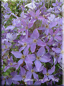 Clematis photograph