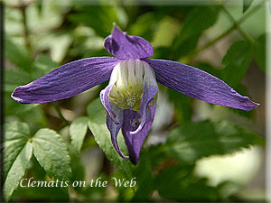 Clematis photograph