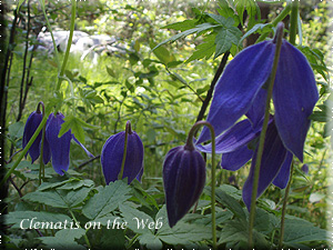 Clematis photograph