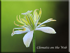 Clematis photograph