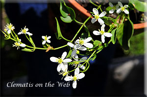 Clematis photograph