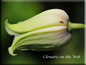 Clematis photograph