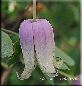 Clematis photograph