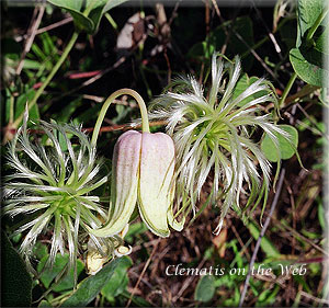 Clematis photograph