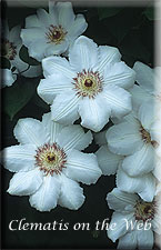 Clematis photograph