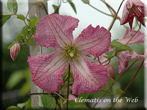 Clematis photograph