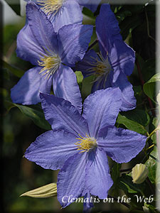 Clematis photograph