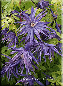 Clematis photograph