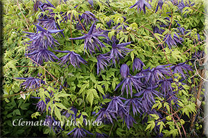 Clematis photograph