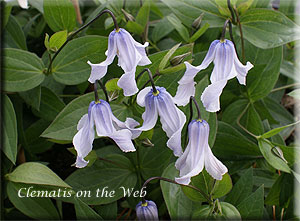 Clematis photograph