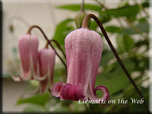 Clematis photograph