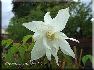 Clematis photograph