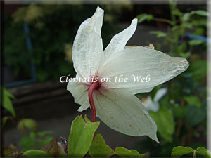 Clematis photograph