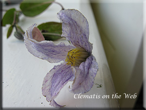 Clematis photograph