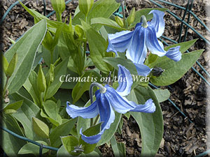 Clematis photograph