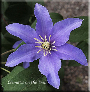 Clematis photograph