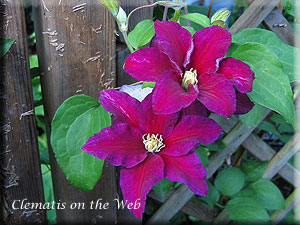 Clematis photograph