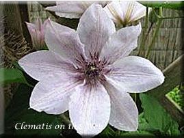 Clematis photograph