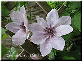 Clematis photograph