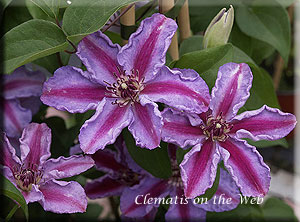 Clematis photograph