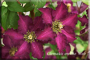 Clematis photograph