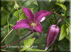 Clematis photograph