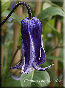 Clematis photograph