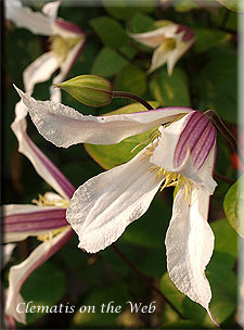 Clematis photograph