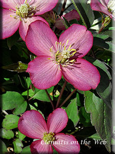 Clematis photograph